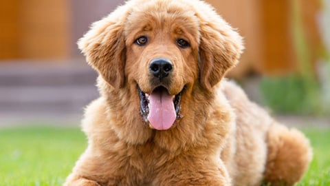 a large brown dog lying on the grass