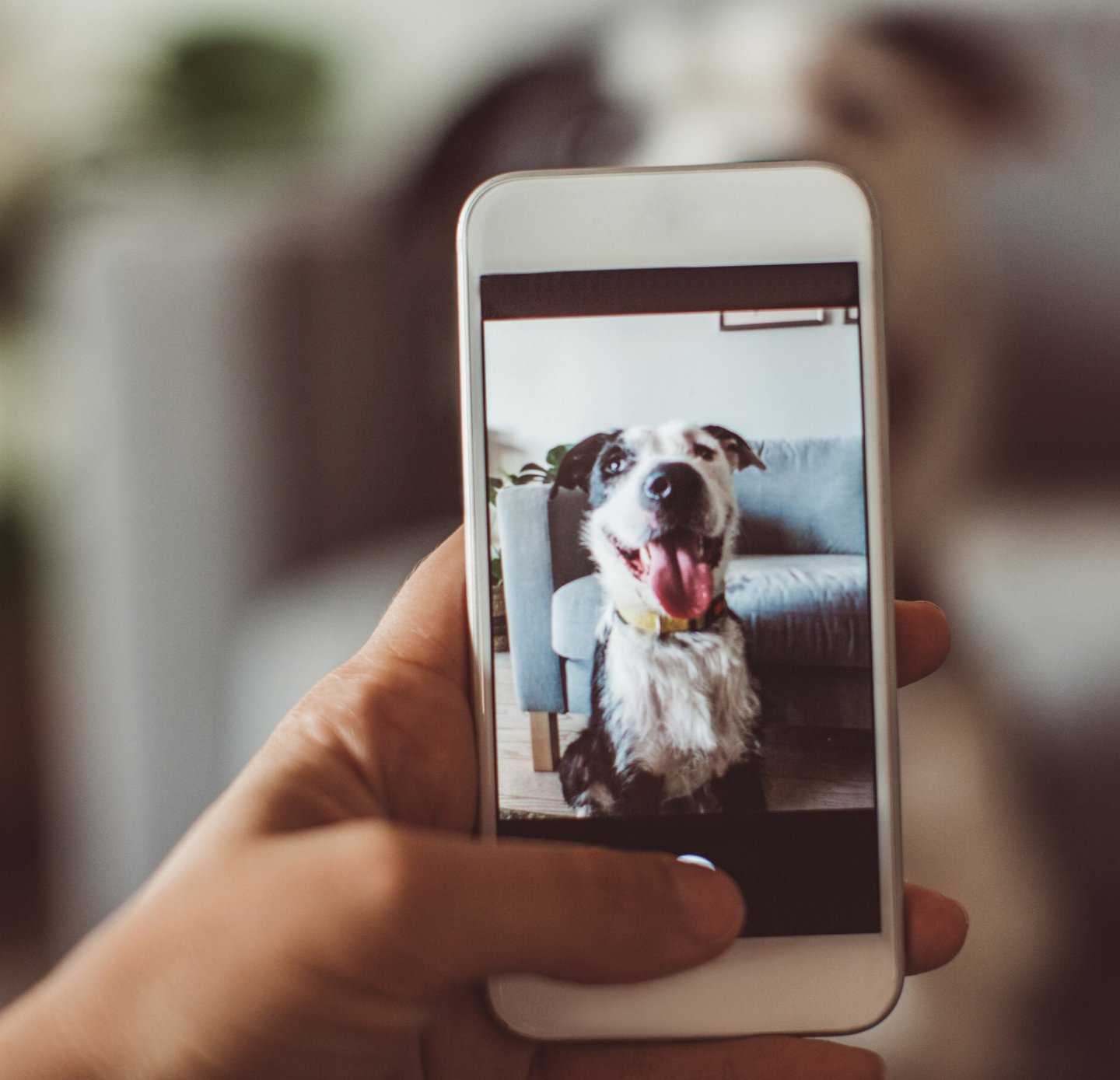 Dog Image