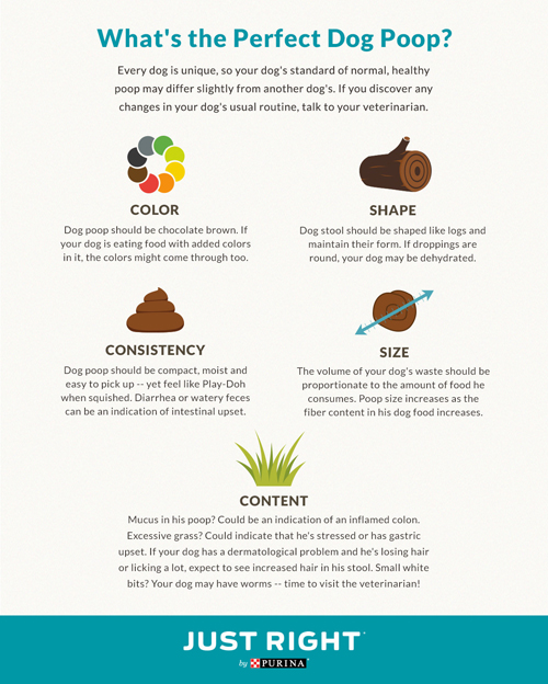 Stool Chart For Dogs