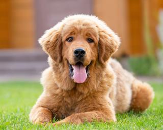 a large brown dog lying on the grass
